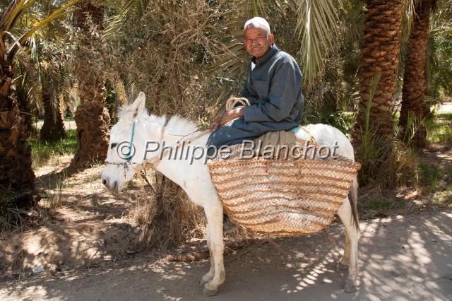 egypte desert libyque 09.JPG - Vieil Egyptien sur son âne, oasis de BahayeraDésert libyque, Egypte